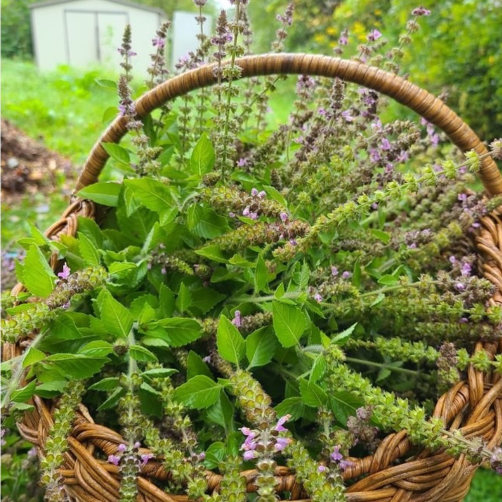 Holy basil fresh cuttings. Tulsi plant. Magical herbs. Albahaca morada